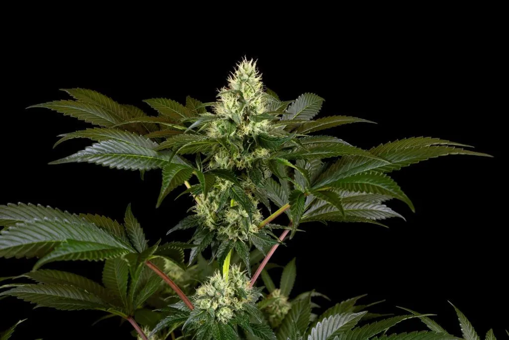 Plantas de cannabis en floración con iluminación LED optimizada para crecimiento