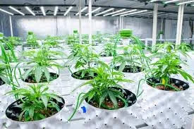 Cultivo de plantas con tecnología LED avanzada para horticultura
